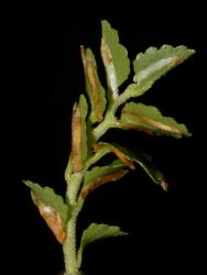 Lophozonia menziesii: leafy shoot with basally attached stipules.
 Image: K.A. Ford © Landcare Research 2015 CC BY 3.0 NZ